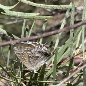 Theclinesthes miskini at Murrumbateman, NSW - 3 Mar 2021