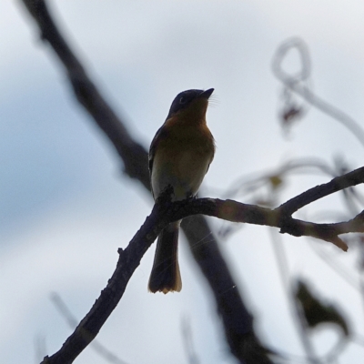 Myiagra rubecula (Leaden Flycatcher) at Deakin, ACT - 3 Mar 2021 by Ct1000