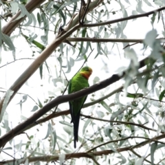 Polytelis swainsonii (Superb Parrot) at Deakin, ACT - 3 Mar 2021 by Ct1000