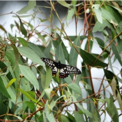 Papilio anactus (Dainty Swallowtail) at Deakin, ACT - 3 Mar 2021 by Ct1000
