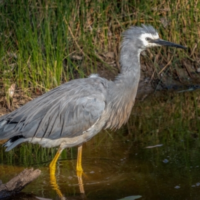 Egretta novaehollandiae (White-faced Heron) at Downer, ACT - 2 Mar 2021 by trevsci