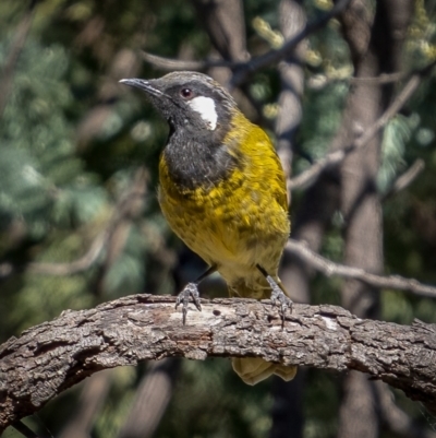 Nesoptilotis leucotis (White-eared Honeyeater) at Downer, ACT - 2 Mar 2021 by trevsci