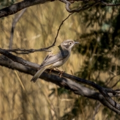 Melithreptus brevirostris (Brown-headed Honeyeater) at Downer, ACT - 2 Mar 2021 by trevsci