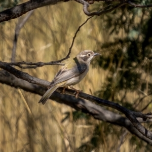 Melithreptus brevirostris at Downer, ACT - 2 Mar 2021