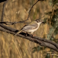 Melithreptus brevirostris at Downer, ACT - 2 Mar 2021 05:45 PM