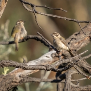 Melithreptus brevirostris at Downer, ACT - 2 Mar 2021 05:45 PM