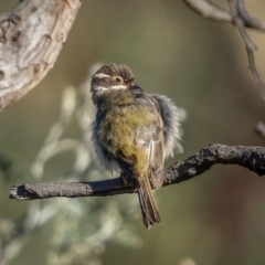 Melithreptus brevirostris at Downer, ACT - 2 Mar 2021