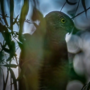 Accipiter fasciatus at Downer, ACT - 2 Mar 2021