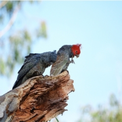 Callocephalon fimbriatum (Gang-gang Cockatoo) at GG229 - 3 Mar 2021 by Ct1000