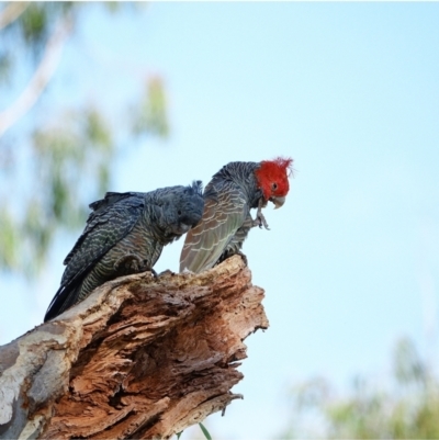 Callocephalon fimbriatum (Gang-gang Cockatoo) at GG229 - 3 Mar 2021 by Ct1000