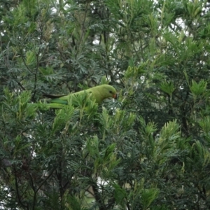 Polytelis swainsonii at Red Hill, ACT - suppressed