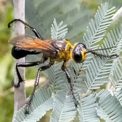 Sphex sp. (genus) (Unidentified Sphex digger wasp) at Bendoura, NSW - 26 Feb 2021 by KimPullen