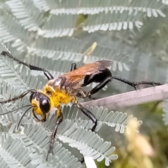 Sphex sp. (genus) at Bendoura, NSW - 26 Feb 2021