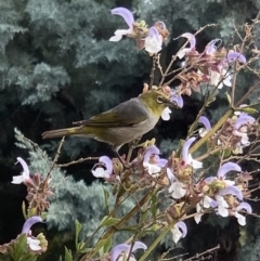 Zosterops lateralis (Silvereye) at Murrumbateman, NSW - 2 Mar 2021 by SimoneC