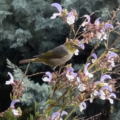 Zosterops lateralis (Silvereye) at Murrumbateman, NSW - 2 Mar 2021 by SimoneC