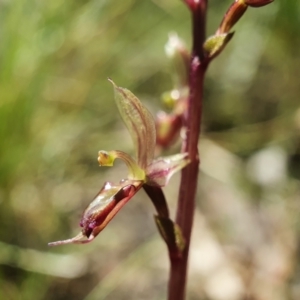 Acianthus exsertus at Downer, ACT - suppressed