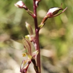 Acianthus exsertus at Downer, ACT - suppressed