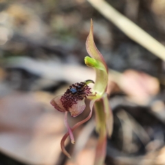 Chiloglottis reflexa at Downer, ACT - 2 Mar 2021