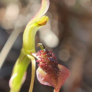 Chiloglottis reflexa at Downer, ACT - 2 Mar 2021