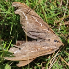 Abantiades (genus) (A Swift or Ghost moth) at Mongarlowe River - 3 Mar 2021 by LisaH
