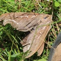 Abantiades (genus) at Mongarlowe, NSW - 3 Mar 2021