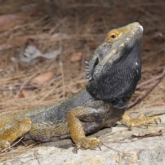 Pogona barbata (Eastern Bearded Dragon) at ANBG - 28 Feb 2021 by TimL