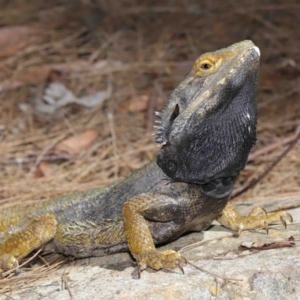 Pogona barbata at Acton, ACT - 28 Feb 2021