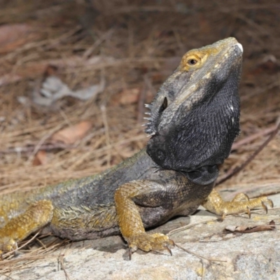 Pogona barbata (Eastern Bearded Dragon) at Acton, ACT - 28 Feb 2021 by TimL