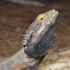 Pogona barbata at Acton, ACT - 28 Feb 2021