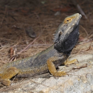 Pogona barbata at Acton, ACT - 28 Feb 2021