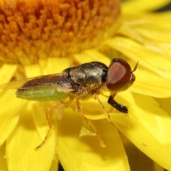 Odontomyia decipiens (Green Soldier Fly) at Acton, ACT - 26 Feb 2021 by TimL