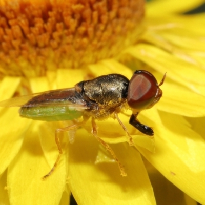 Odontomyia decipiens (Green Soldier Fly) at Acton, ACT - 26 Feb 2021 by TimL