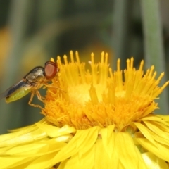 Odontomyia decipiens at Acton, ACT - 26 Feb 2021 11:06 AM