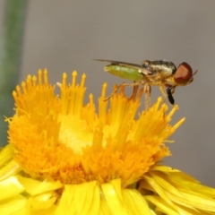 Odontomyia decipiens at Acton, ACT - 26 Feb 2021