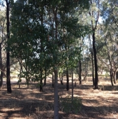 Brachychiton populneus (Kurrajong) at Monitoring Site 124 - Road - 3 Mar 2021 by Alburyconservationcompany