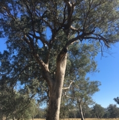 Eucalyptus albens (White Box) at Baranduda, VIC - 4 Mar 2021 by Alburyconservationcompany
