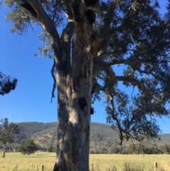 Eucalyptus blakelyi (Blakely's Red Gum) at Leneva, VIC - 3 Mar 2021 by Alburyconservationcompany