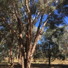 Eucalyptus melliodora (Yellow Box) at Monitoring Site 123 - Revegetation - 3 Mar 2021 by Alburyconservationcompany