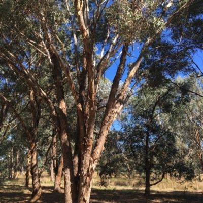 Eucalyptus melliodora (Yellow Box) at Monitoring Site 123 - Revegetation - 3 Mar 2021 by Alburyconservationcompany