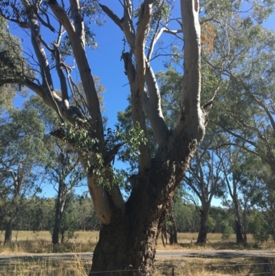 Eucalyptus blakelyi (Blakely's Red Gum) at Baranduda, VIC - 3 Mar 2021 by Alburyconservationcompany