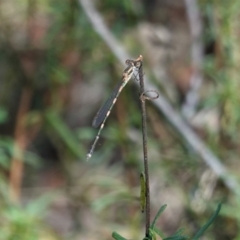 Austrolestes leda (Wandering Ringtail) at Hughes, ACT - 3 Mar 2021 by JackyF