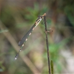 Austrolestes leda at Hughes, ACT - 3 Mar 2021 11:07 AM