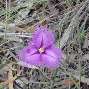 Thysanotus tuberosus subsp. tuberosus at Mongarlowe, NSW - 11 Dec 2020