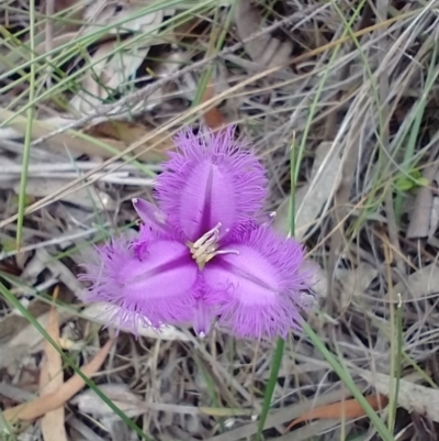 Thysanotus tuberosus subsp. tuberosus (Common Fringe-lily) at Mongarlowe River - 11 Dec 2020 by MelitaMilner