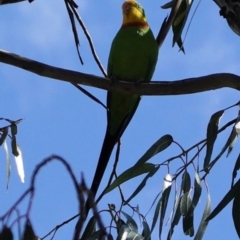 Polytelis swainsonii (Superb Parrot) at Hughes, ACT - 2 Mar 2021 by JackyF