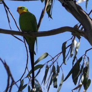 Polytelis swainsonii at Hughes, ACT - suppressed