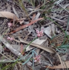 Laxmannia gracilis (Slender Wire Lily) at Mongarlowe River - 11 Dec 2020 by MelitaMilner