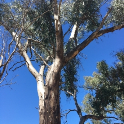 Eucalyptus blakelyi (Blakely's Red Gum) at - 4 Mar 2021 by Alburyconservationcompany