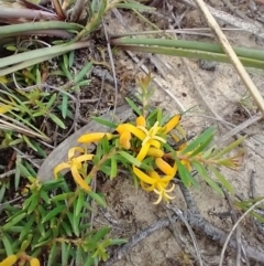 Persoonia chamaepeuce (Dwarf Geebung) at Mongarlowe River - 11 Dec 2020 by MelitaMilner