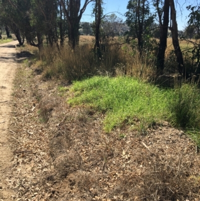 Cenchrus clandestinus (Kikuyu Grass) at Leneva, VIC - 4 Mar 2021 by Alburyconservationcompany